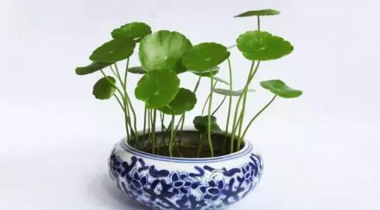 2017年養(yǎng)這些植物最旺財運