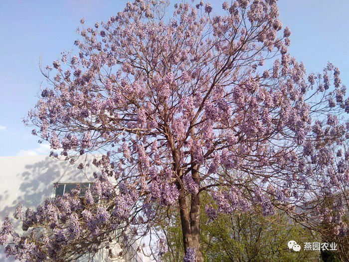 盤(pán)點(diǎn)常見(jiàn)觀花大喬木