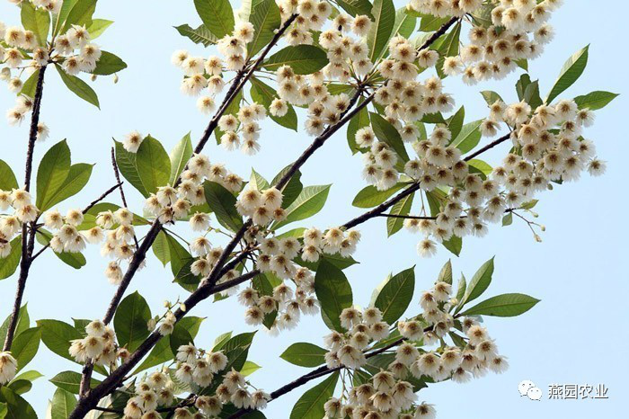 盤點(diǎn)常見(jiàn)觀花大喬木