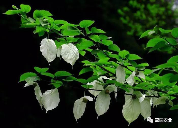 盤點(diǎn)常見(jiàn)觀花大喬木