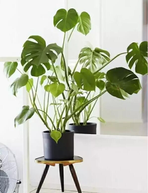 適合家庭栽培的吸毒植物，你知道哪些？