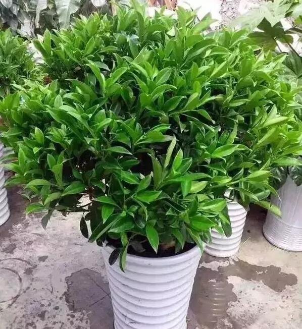 適合家庭栽培的吸毒植物，你知道哪些？