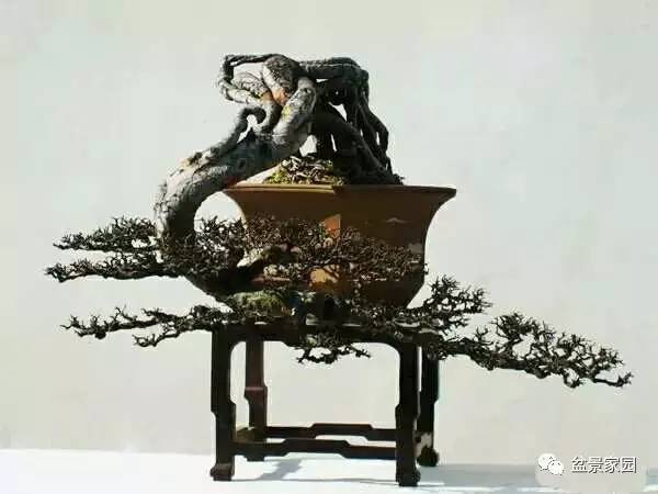 你應(yīng)該知道的苗木盆景行業(yè)術(shù)語