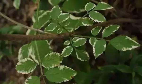 認(rèn)識植物：這些常見的園林植物你認(rèn)識嗎？