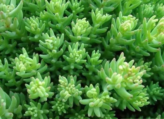 認(rèn)識植物：這些常見的園林植物你認(rèn)識嗎？