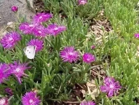 認(rèn)識植物：這些常見的園林植物你認(rèn)識嗎？