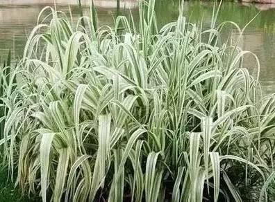 認(rèn)識植物：這些常見的園林植物你認(rèn)識嗎？