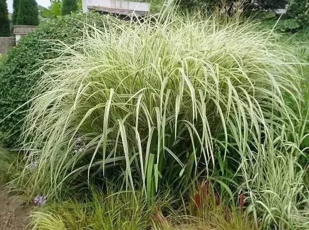 認(rèn)識植物：這些常見的園林植物你認(rèn)識嗎？