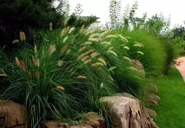 認(rèn)識植物：這些常見的園林植物你認(rèn)識嗎？