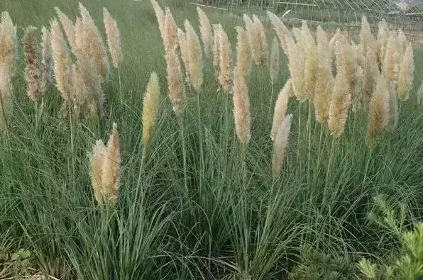 認識植物：這些常見的園林植物你認識嗎？