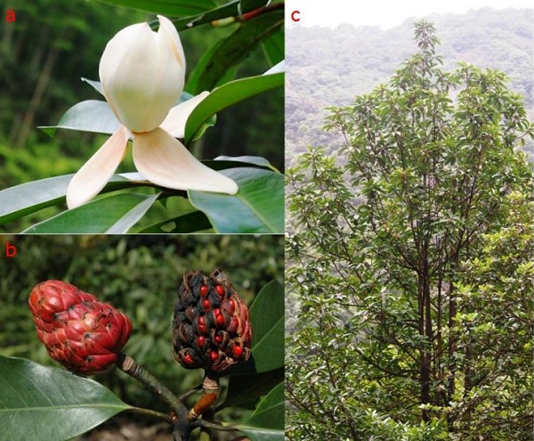 科學(xué)家首次全面統(tǒng)計出全世界樹木的種類