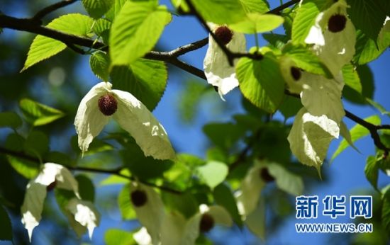 湖南：“植物大熊貓”珙桐花開(kāi)花