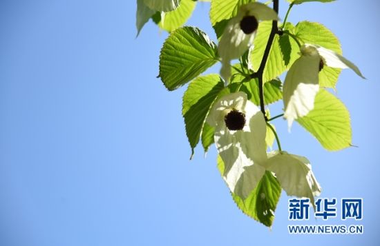 湖南：“植物大熊貓”珙桐花開(kāi)花