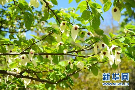湖南：“植物大熊貓”珙桐花開(kāi)花