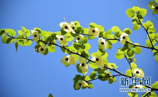 湖南：“植物大熊貓”珙桐花開(kāi)花
