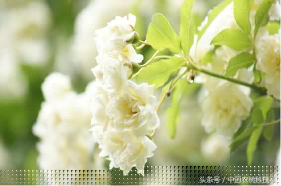 木香的價值和栽培技術(shù)