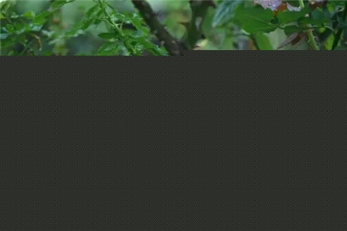 露臺上建造的花園