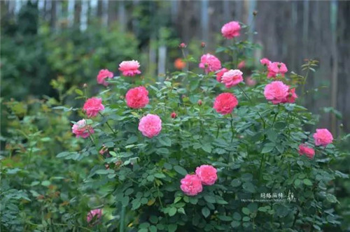 露臺(tái)上建造的花園