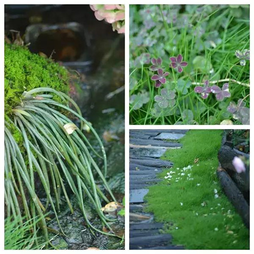 露臺(tái)上建造的花園