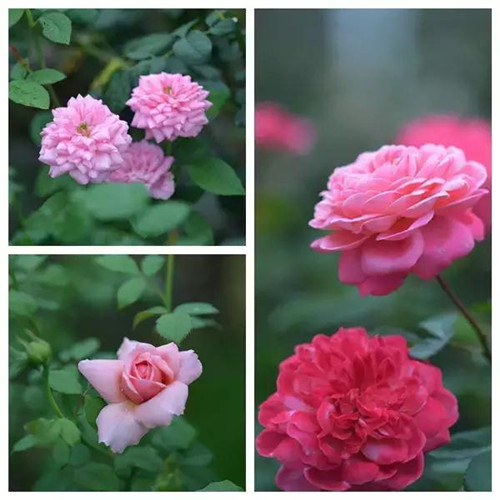 露臺(tái)上建造的花園
