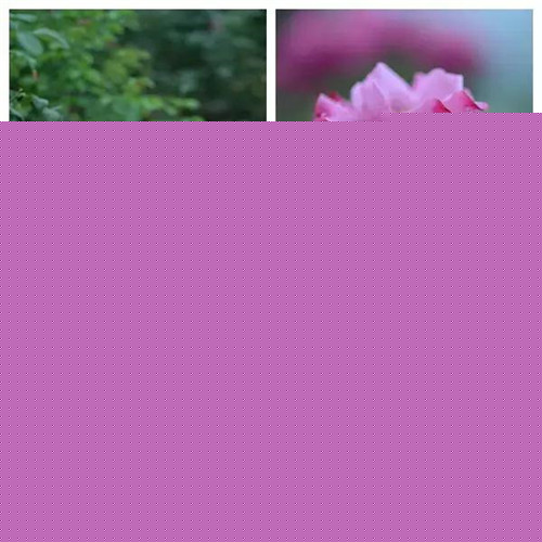 露臺上建造的花園