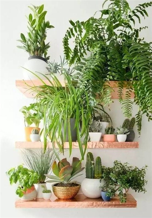 植物造景：如何布置你的陽臺？