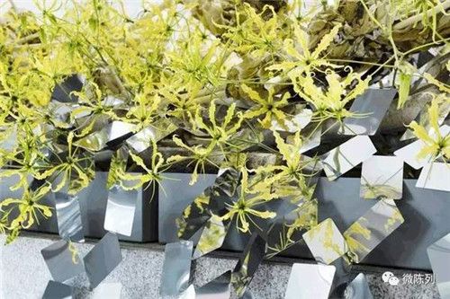 設(shè)計(jì)師用棱鏡打造出“萬花筒中的常春藤”