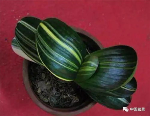 養(yǎng)花卉盆景加入木炭和松針土不爛根