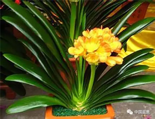養(yǎng)花卉盆景加入木炭和松針土不爛根