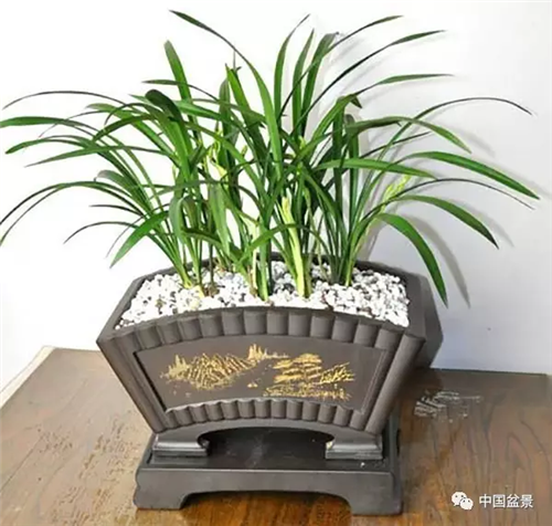 養(yǎng)花卉盆景加入木炭和松針土不爛根