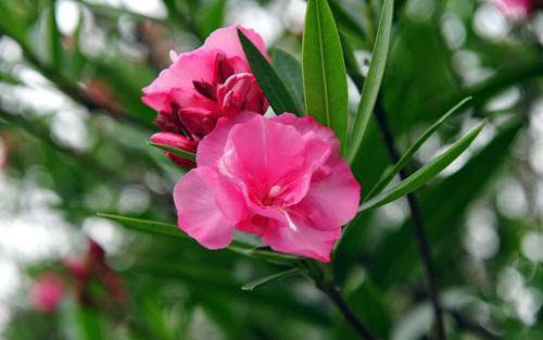 4種有毒危險(xiǎn)的植物千萬(wàn)不要輕易觸摸