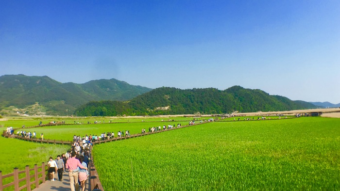 韓國(guó)順天灣濕地的秘密