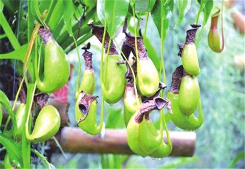 驅(qū)蚊植物能滅蚊？專家說(shuō)：效果有限！