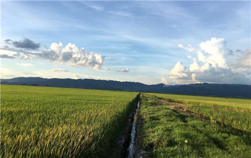 植保無(wú)人機(jī)效率這么高 為何農(nóng)民難接受？