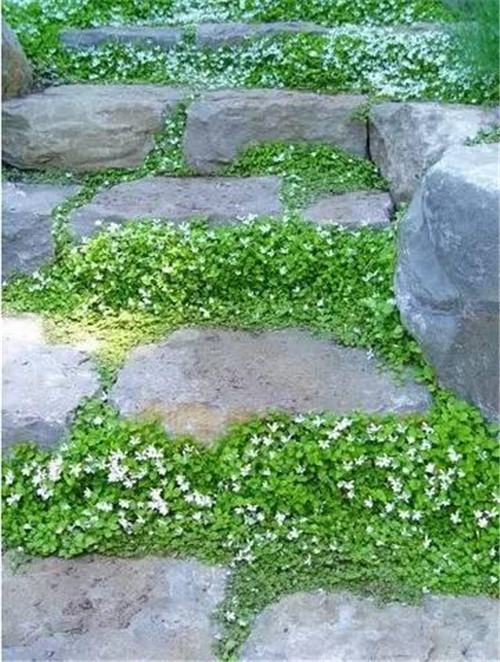 景觀設計：石頭縫里的景觀