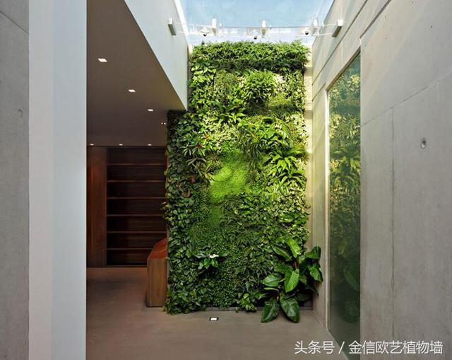 植物墻如何給城市降溫，遏制熱島效應呢？