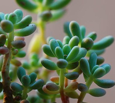 多年生肉質植物八千代養(yǎng)護之法