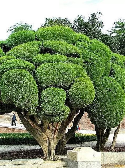 這些造型植物簡直逆天了！
