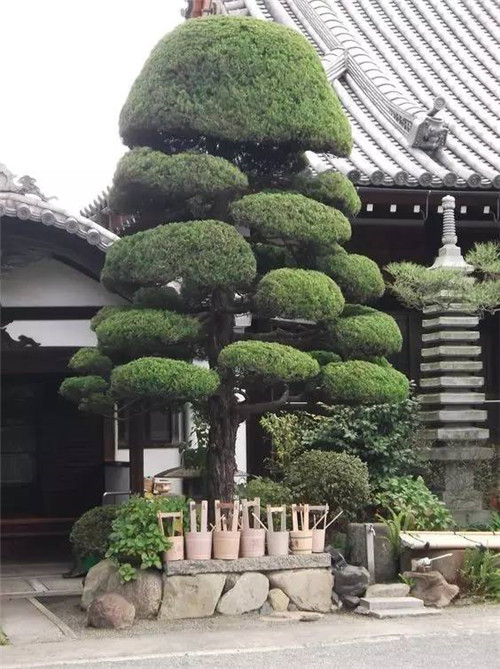 這些造型植物簡直逆天了！