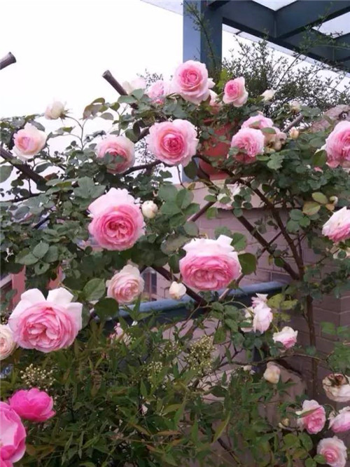 在公園經(jīng)常能見到的花卉
