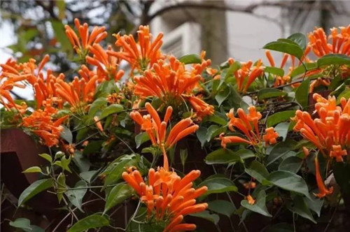 在公園經(jīng)常能見到的花卉