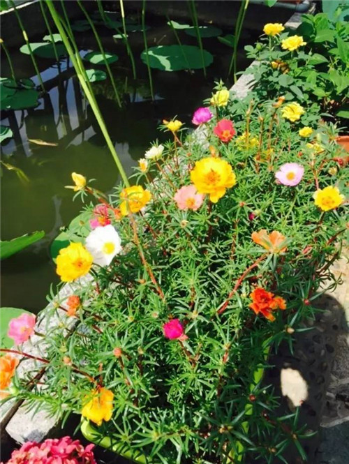 在公園經(jīng)常能見到的花卉