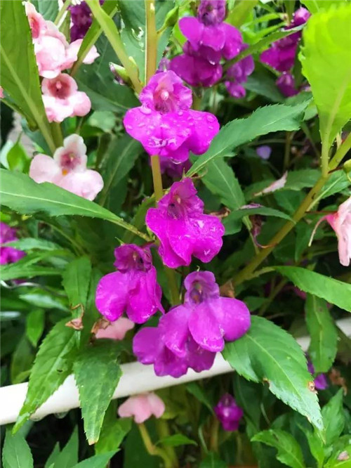 在公園經(jīng)常能見到的花卉