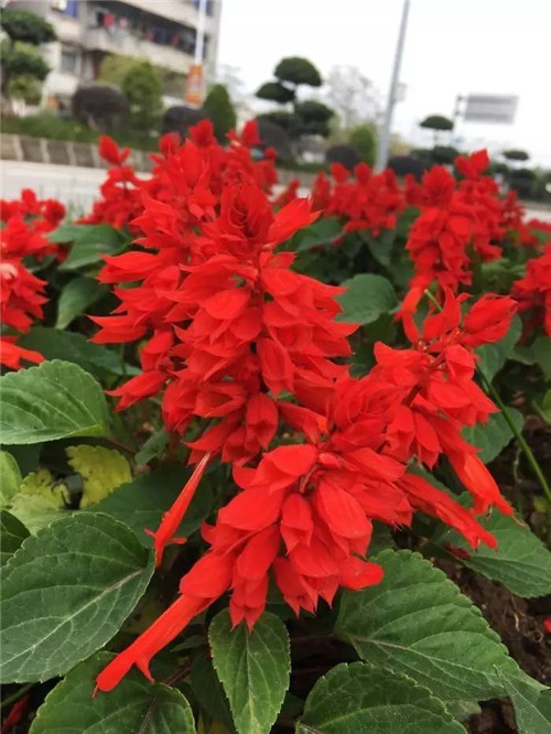 在公園經(jīng)常能見到的花卉