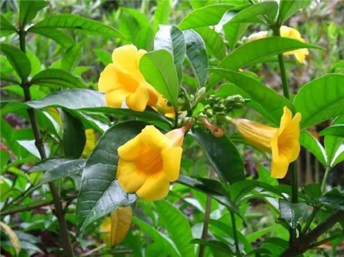 在公園經(jīng)常能見到的花卉