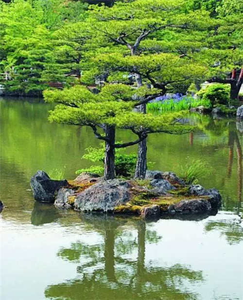 日式園林中樹的氣場