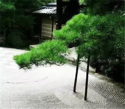 日式園林中樹的氣場
