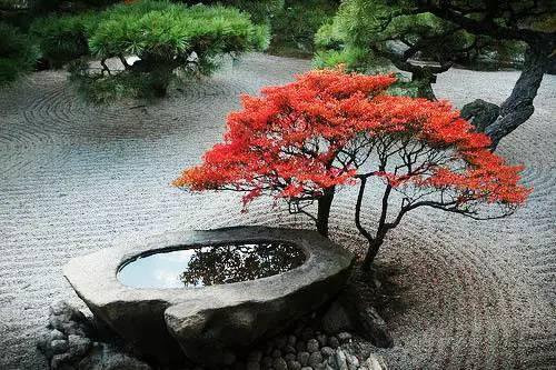 日式園林中樹的氣場