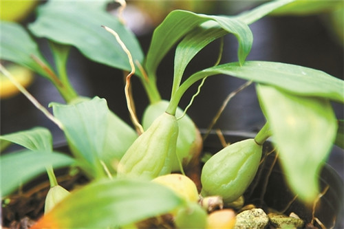 為瀕危植物撐起“保護(hù)傘”