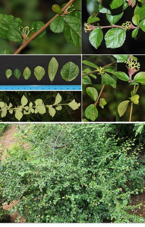 版納植物園發(fā)表希中國(guó)大戟科植物一新屬